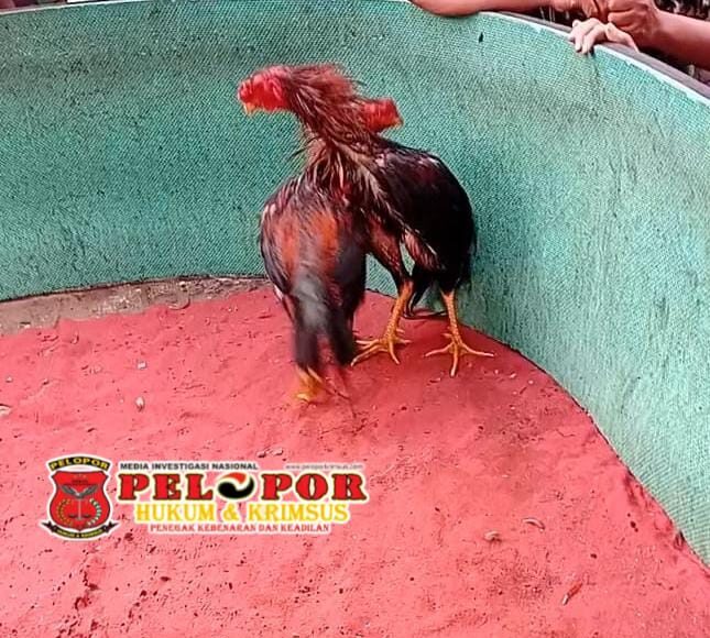 BIKIN RESAH,Arena Judi Sabung Ayam Dusun Karangrejo Gempol Pasuruan Harus Di Berantas