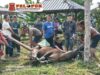 Wujud Rasa Syukur, Warga Dusun Kumalasa Bawean Sembelih 12 Sapi Kurban di Hari Raya Idul Adha 1447 H.