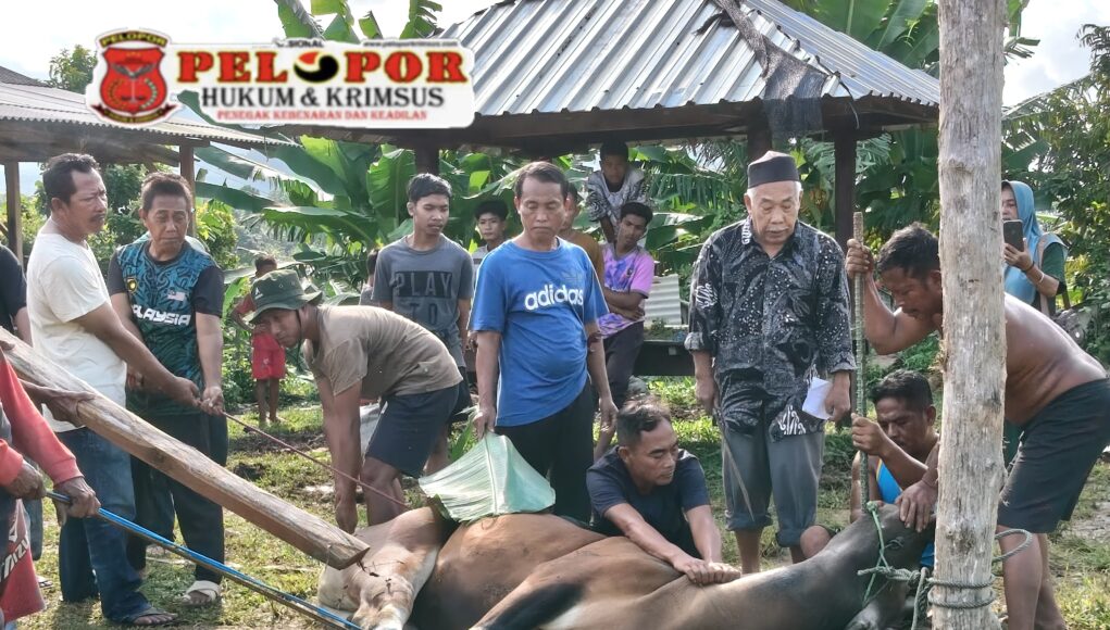 Wujud Rasa Syukur, Warga Dusun Kumalasa Bawean Sembelih 12 Sapi Kurban di Hari Raya Idul Adha 1447 H.