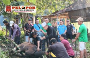 Iduladha 1447 H, Puskesmas Sangkapura Bawean Sembelih 4 Hewan Kurban.