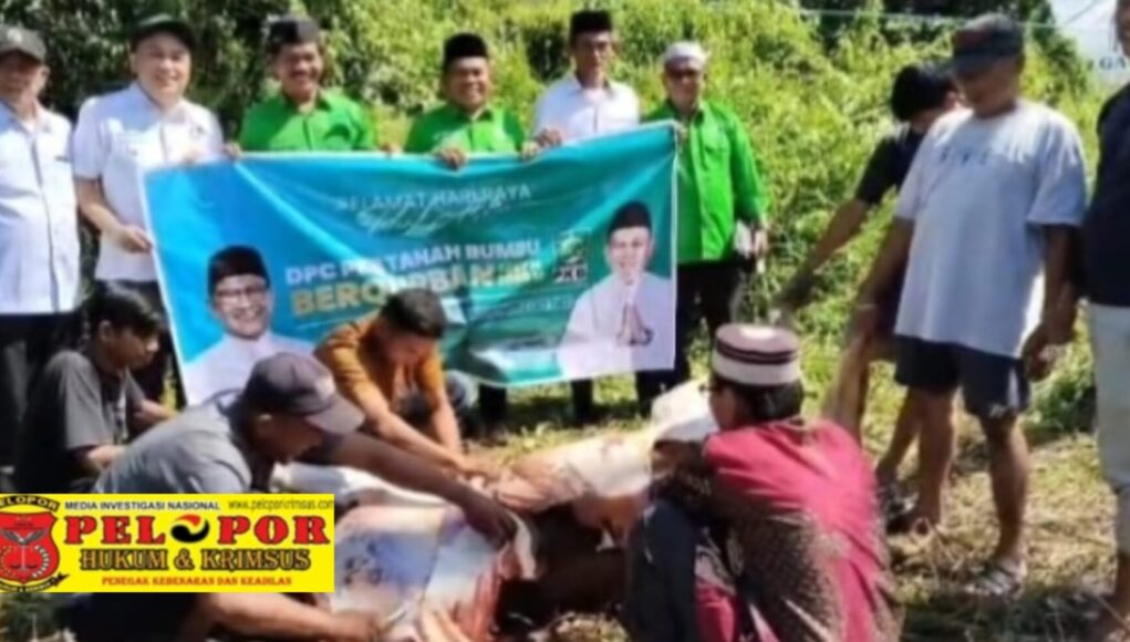 PKB Tanah Bumbu Tebar Kepedulian Idul Adha 1447 H, 12 Ekor Sapi Kurban Dibagikan untuk Warga