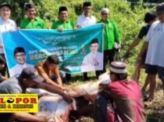 PKB Tanah Bumbu Tebar Kepedulian Idul Adha 1447 H, 12 Ekor Sapi Kurban Dibagikan untuk Warga