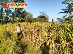 Demi menjaga hubungan Lebih Dekat dengan Petani kanit binmas polsek gondang terjun ke lapangan
