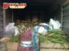 Petani Lidah Buaya Mendapatka Hasil yang Melimpah Dengan Modal Kepercayaan Dan Etika Berbisnis