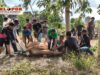 Penyembelihan Hewan Sapi dan Kambing:Memperingati Maulid Nabi Muhammad SAW di Musholla Ar-Ro’uf Kumalasa Patut Dicontoh.