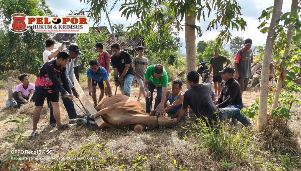 Penyembelihan Hewan Sapi dan Kambing:Memperingati Maulid Nabi Muhammad SAW di Musholla Ar-Ro’uf Kumalasa Patut Dicontoh.