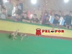 Judi Sabung Ayam Meraja Lela Di Bangkalan, APH Tutup Mata Bagi Kalangan yang Sudah Atensi