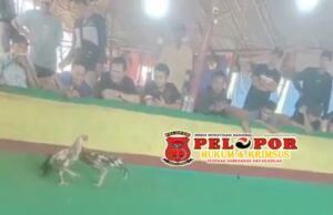 Judi Sabung Ayam Meraja Lela Di Bangkalan, APH Tutup Mata Bagi Kalangan yang Sudah Atensi