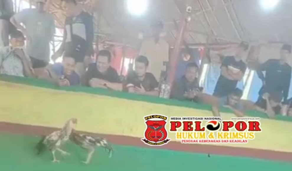Judi Sabung Ayam Meraja Lela Di Bangkalan, APH Tutup Mata Bagi Kalangan yang Sudah Atensi