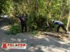 Gerak Cepat! Tim URC Bina Marga Bawean Evakuasi Pohon Tumbang ke Jalan Raya.