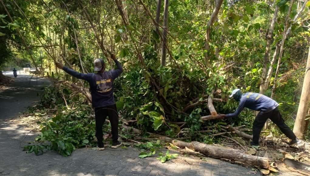 Gerak Cepat! Tim URC Bina Marga Bawean Evakuasi Pohon Tumbang ke Jalan Raya.