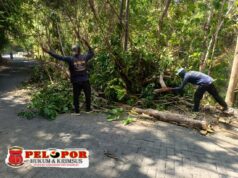 Gerak Cepat! Tim URC Bina Marga Bawean Evakuasi Pohon Tumbang ke Jalan Raya.