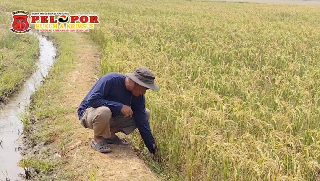 Petani Cirebon Rasakan Manfaat Program Prabowo, Pompanisasi Jaga Sawah Tetap Produktif di Musim Kemarau